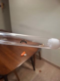 (Category: ) located in . Submitted by baramajw (Listing ID 1439356101, Image 1). Description: .