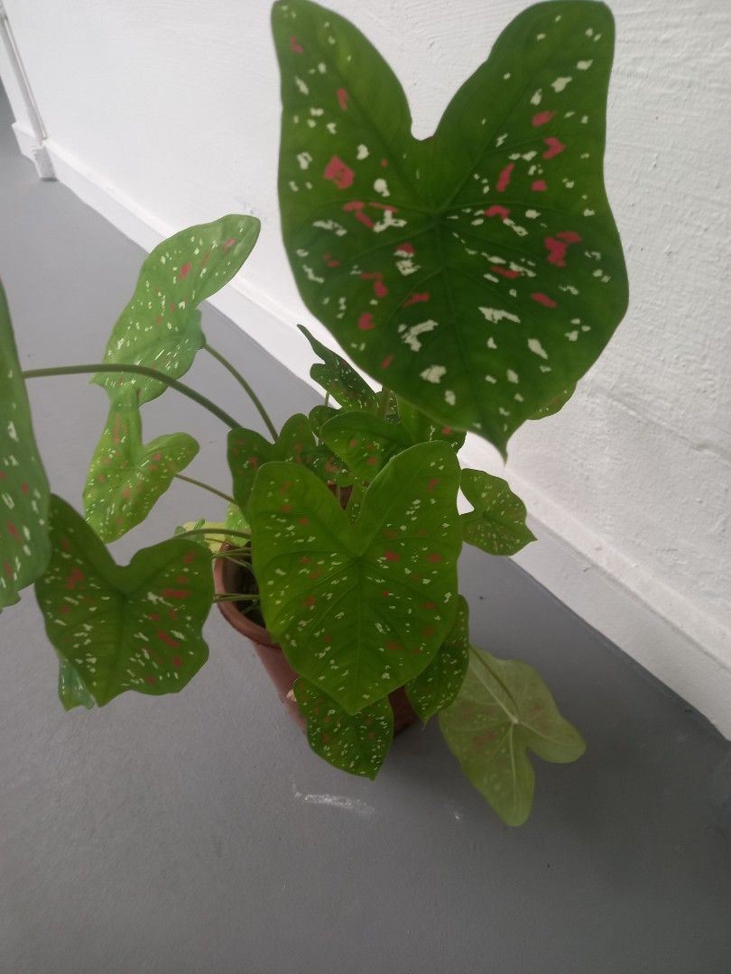 Clown flower (Category: Plants & Seeds) located in Singapore. Submitted by applelimda34921 (Listing ID 1439337614, Image 3). Description: Nice and big leave no meet MRt .