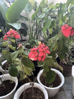 (Category: ) located in . Submitted by lersonbrie (Listing ID 1439416799, Image 1). Description: .