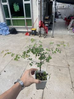 （分類：）位於 。 由 lungman1987 提交（商品編號 1439417781，圖片 1）。簡介： 。