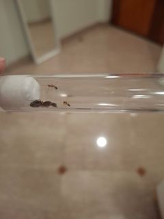 (Category: ) located in . Submitted by baramajw (Listing ID 1439355503, Image 1). Description: .