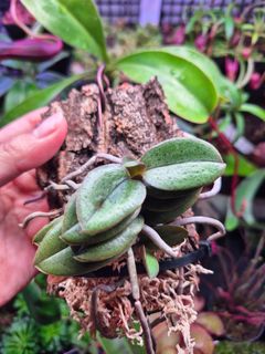 (Category: ) located in . Submitted by understorybotanics (Listing ID 1439321232, Image 1). Description: .