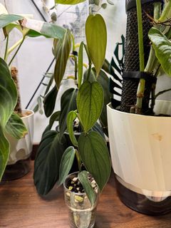 (Category: ) located in . Submitted by jubilantplants (Listing ID 1426409120, Image 1). Description: .