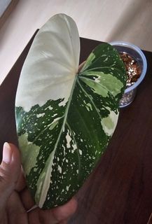 (Category: ) located in . Submitted by happygrowing (Listing ID 1439418112, Image 1). Description: .