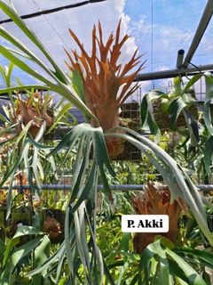(Category: ) located in . Submitted by d.botanics (Listing ID 1439350706, Image 1). Description: .