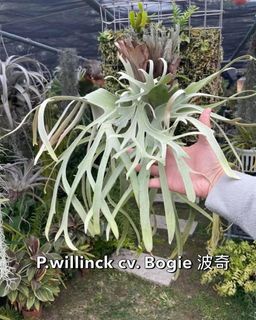 (Category: ) located in . Submitted by d.botanics (Listing ID 1439349782, Image 1). Description: .