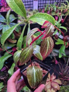 (Category: ) located in . Submitted by understorybotanics (Listing ID 1439320136, Image 1). Description: .