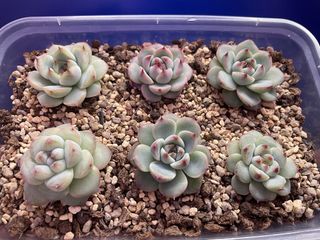 (Category: ) located in . Submitted by qq_garden (Listing ID 1439361097, Image 1). Description: .