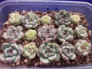 (Category: ) located in . Submitted by qq_garden (Listing ID 1439363137, Image 1). Description: .