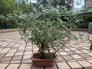 （分類：）位於 。 由 brilliantmind18 提交（商品編號 1439473865，圖片 1）。簡介： 。