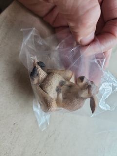 （分類：）位於 。 由 kaijufai 提交（商品編號 1439490756，圖片 1）。簡介： 。
