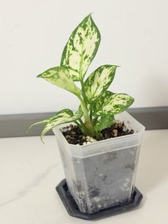 （分類：）位於 。 由 yc1668 提交（商品編號 1439503159，圖片 1）。簡介： 。