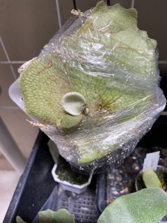 （分類：）位於 。 由 kinn_nn 提交（商品編號 1439579899，圖片 1）。簡介： 。