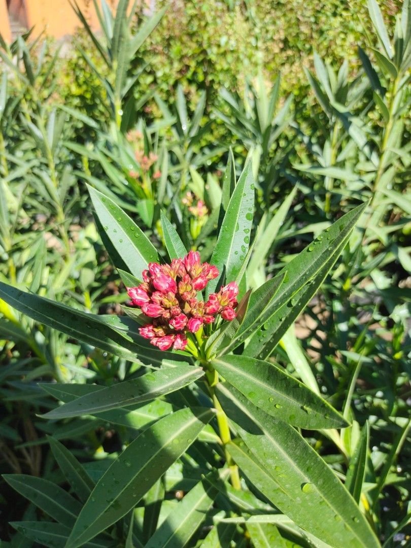 Adelfa double petals (Category: Plants & Seeds) located in Silang. Submitted by luckykoki2018 (Listing ID 1439424657, Image 1). Description: .