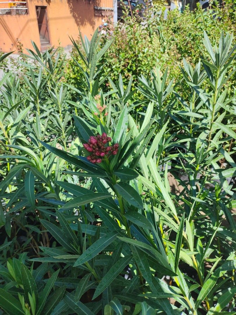 Adelfa double petals (Category: Plants & Seeds) located in Silang. Submitted by luckykoki2018 (Listing ID 1439424657, Image 2). Description: .