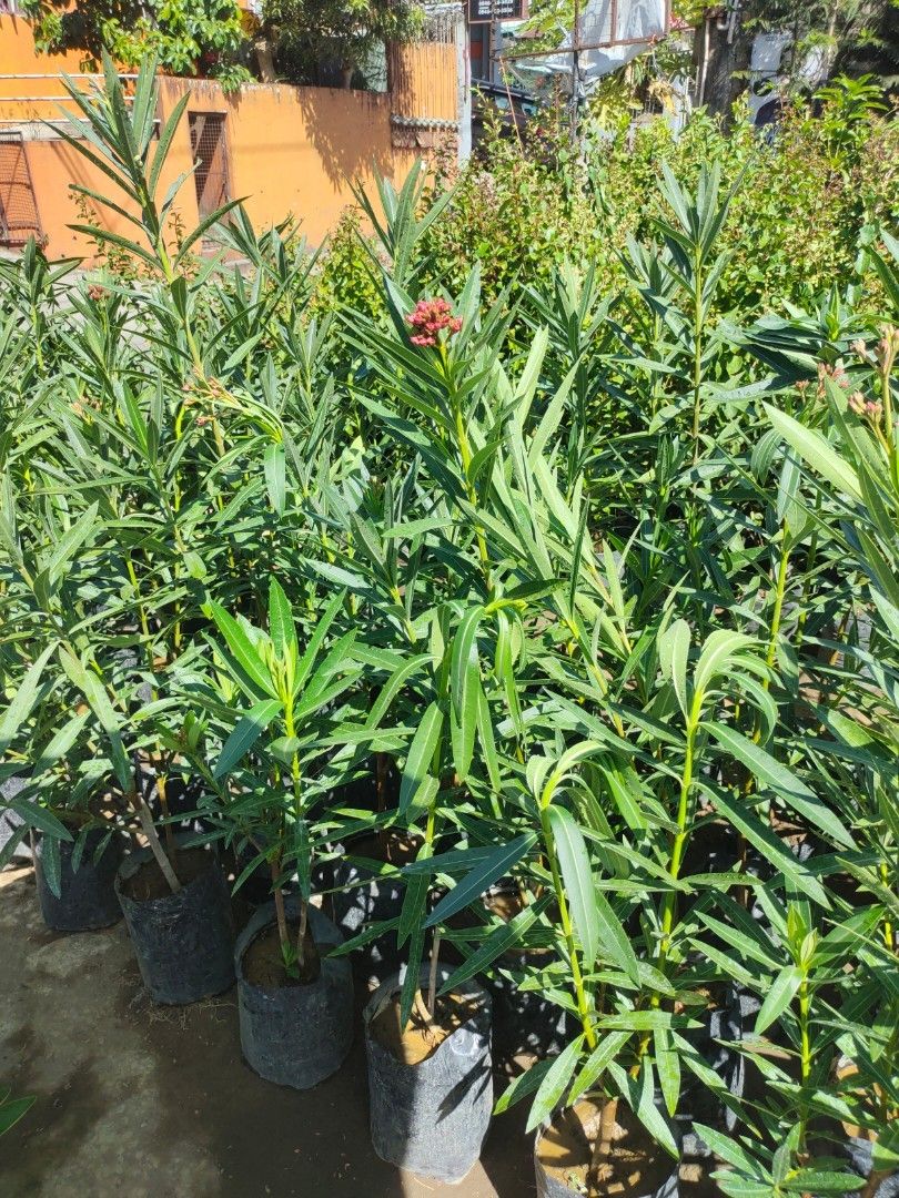 Adelfa double petals (Category: Plants & Seeds) located in Silang. Submitted by luckykoki2018 (Listing ID 1439424657, Image 3). Description: .