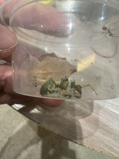 (Category: ) located in . Submitted by goldennumbers (Listing ID 1439543652, Image 1). Description: .