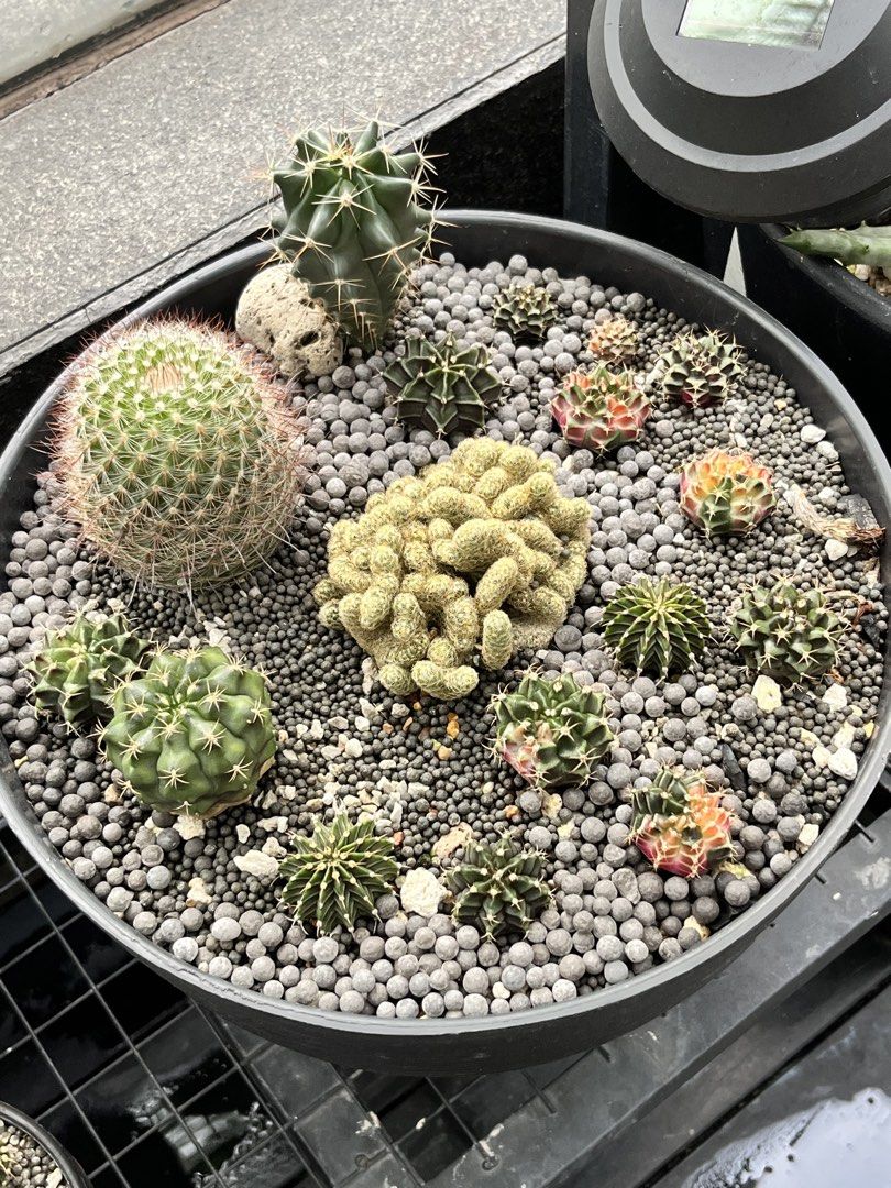 Cactus462088681229527040