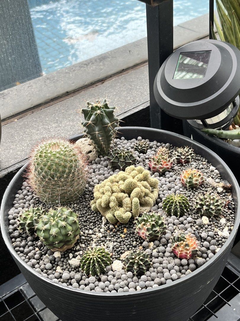 Cactus462088681229527041