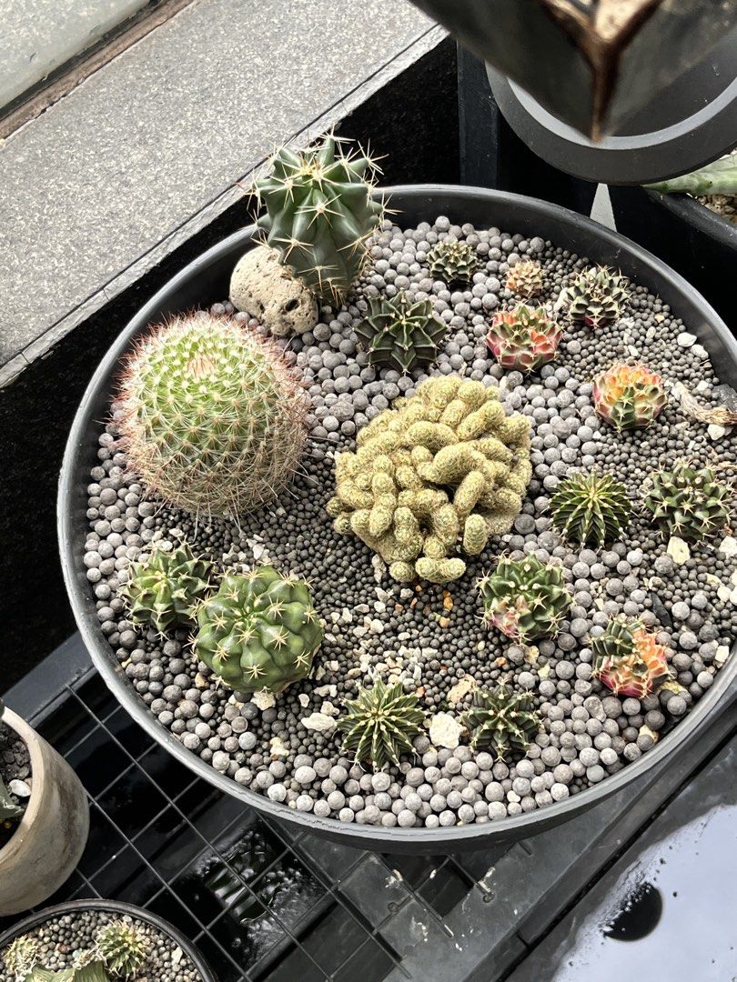 Cactus462088681229527042