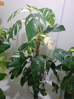 (Category: ) located in . Submitted by joe484848 (Listing ID 1439476098, Image 1). Description: .