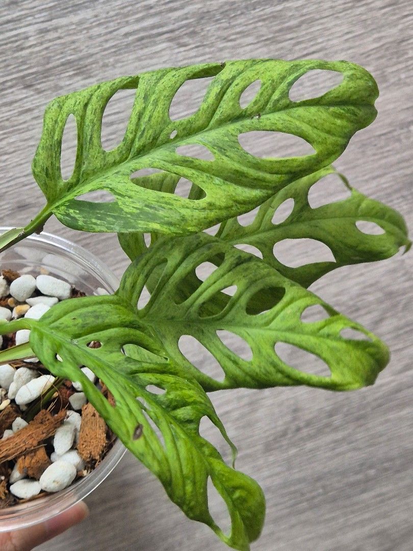 Cheap plants bundle Aroids462435472419082242