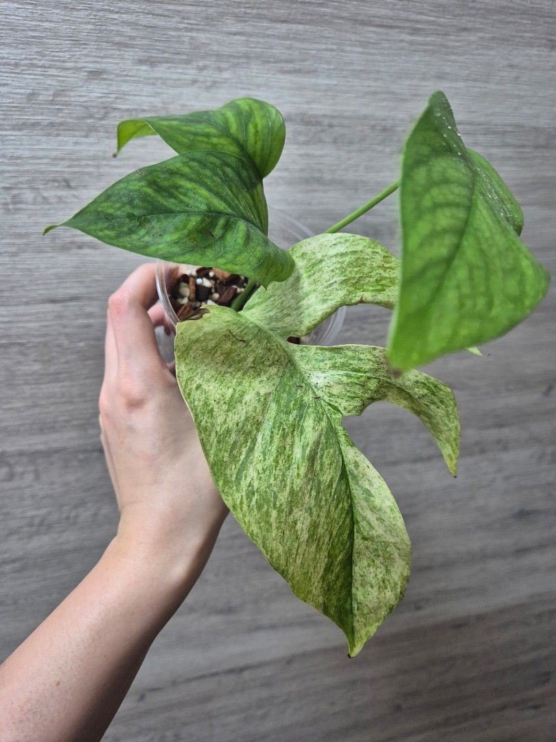 Cheap plants bundle Aroids462435472419082244