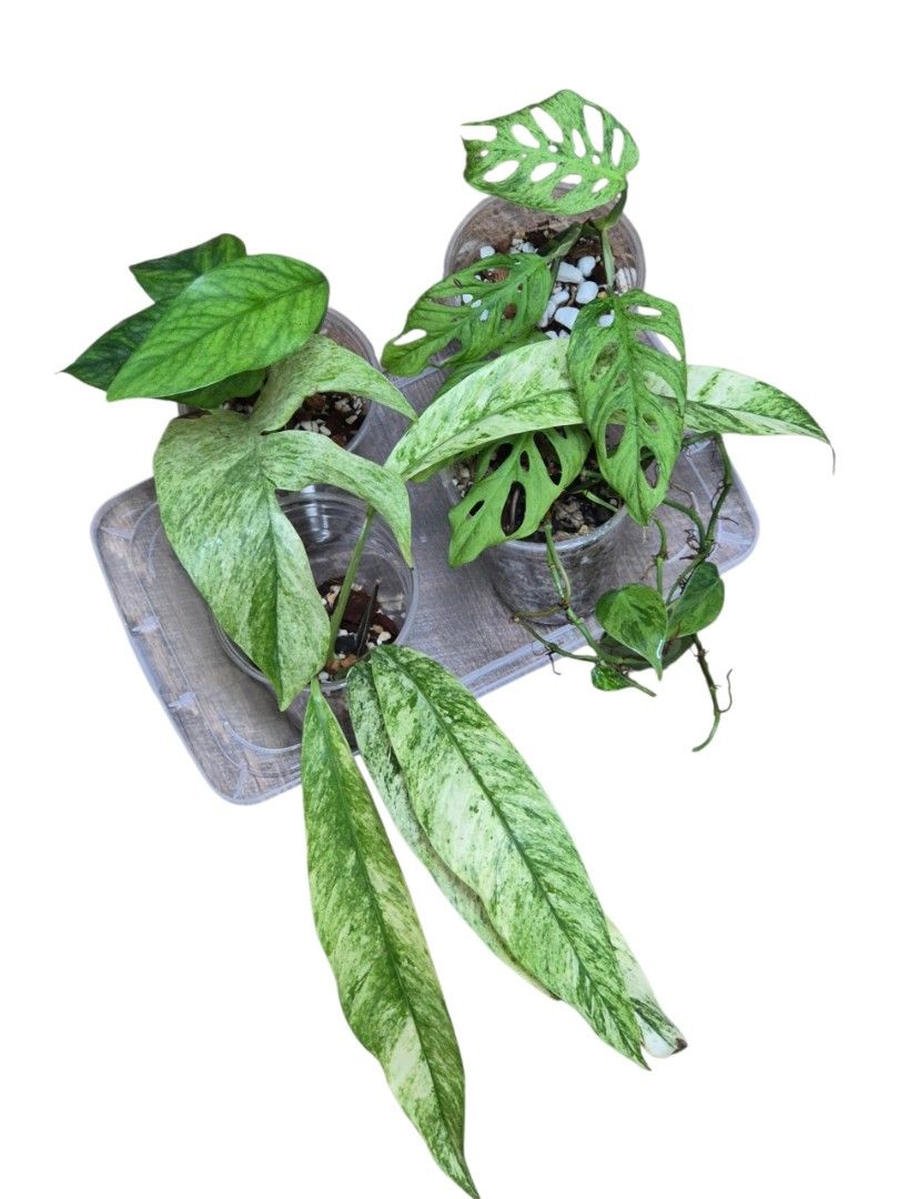 Cheap plants bundle Aroids462435472419082240