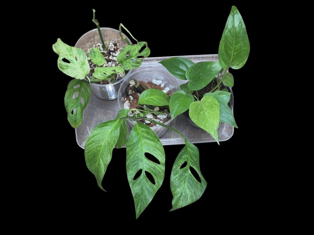 Cheap plants bundle Aroids462329409743114240
