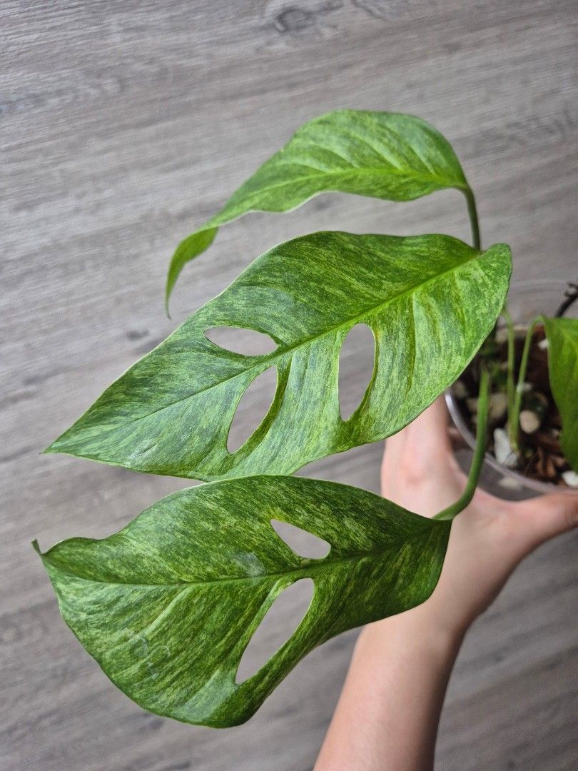 Cheap plants bundle Aroids462329409743114244