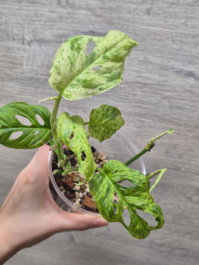 Cheap plants bundle Aroids462329409743114242