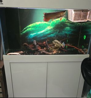 (Category: ) located in . Submitted by cheapngoood (Listing ID 1439581803, Image 1). Description: .
