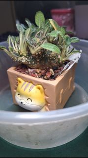 (Category: ) located in . Submitted by deliciouscactus (Listing ID 1439570401, Image 1). Description: .