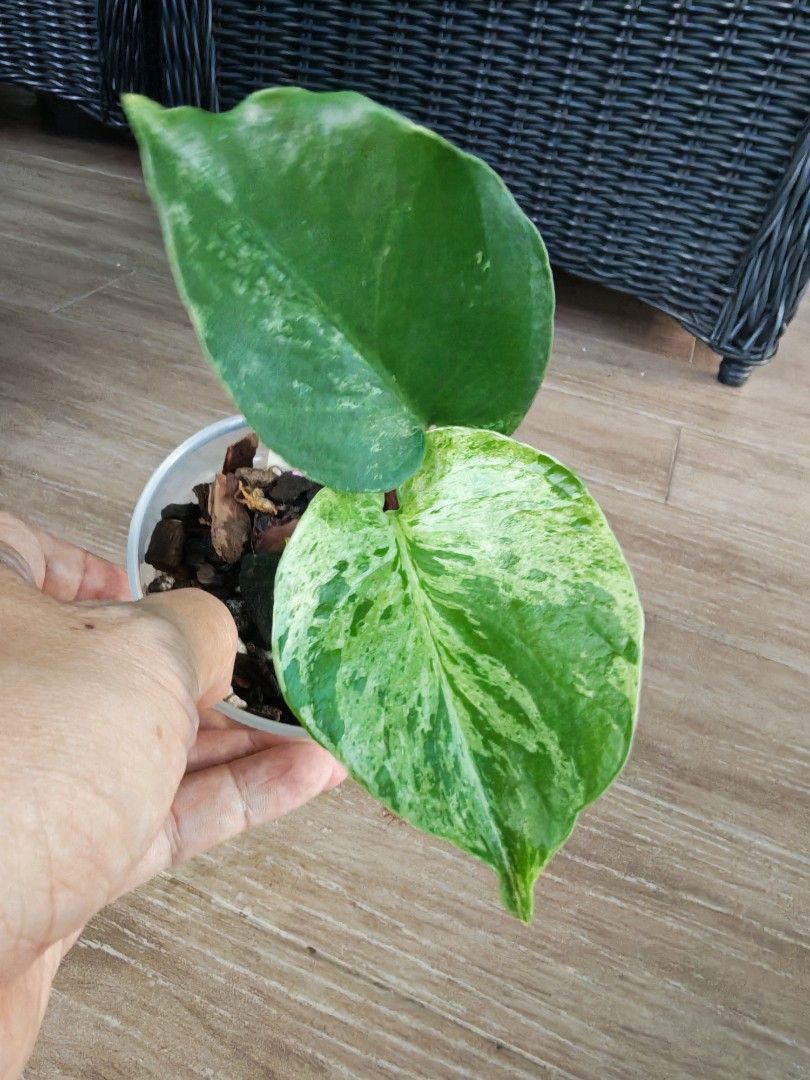 Monstera Bulbasaur (Category: Plants & Seeds) located in Singapore. Submitted by leafhappily (Listing ID 1439423629, Image 1). Description: 🚚 FREE DELIVERY (min. spend): • $50+ — Sembawang / Yishun • $100+ — Woodlands / Punggol / Sengkang / Bishan / Ang Mo Kio • $200+ — Islandwide 📍 PICKUP OPTIONS 🏠 S769317 | 🛍️ Sembawang SC | 🚆 Canberra MRT 📮 Courier $18/trip 🛒 More Plants on Carousell: https://carousell.app.link/9tLqk29Fn1b.
