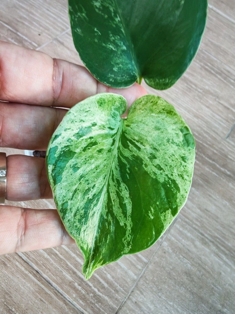 Monstera Bulbasaur (Category: Plants & Seeds) located in Singapore. Submitted by leafhappily (Listing ID 1439423629, Image 2). Description: 🚚 FREE DELIVERY (min. spend): • $50+ — Sembawang / Yishun • $100+ — Woodlands / Punggol / Sengkang / Bishan / Ang Mo Kio • $200+ — Islandwide 📍 PICKUP OPTIONS 🏠 S769317 | 🛍️ Sembawang SC | 🚆 Canberra MRT 📮 Courier $18/trip 🛒 More Plants on Carousell: https://carousell.app.link/9tLqk29Fn1b.