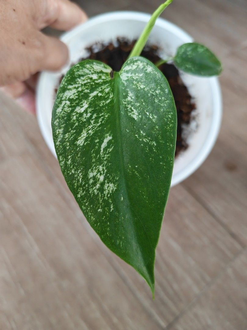 Monstera Devil Monster461717354012354560