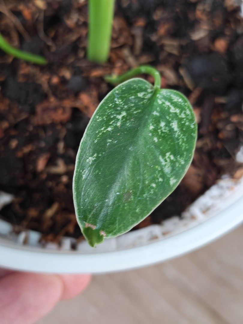 Monstera Devil Monster461717354012354561