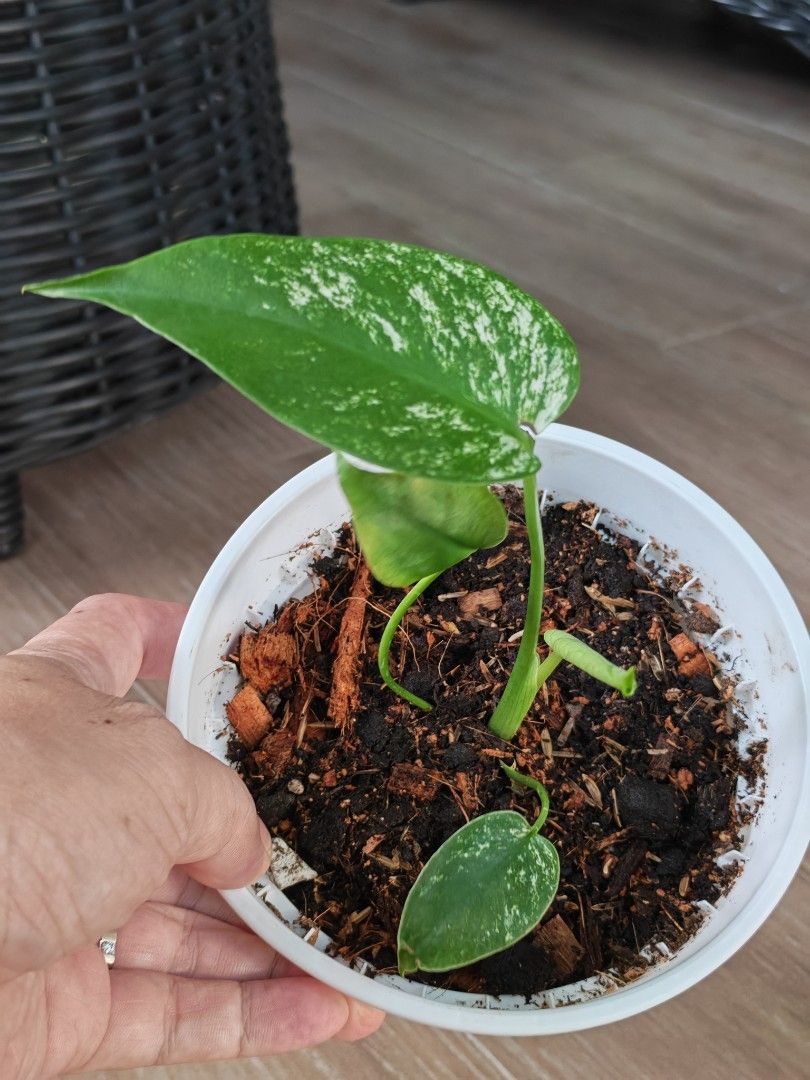 Monstera Devil Monster461717354012354562