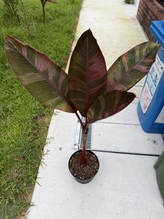 (Category: ) located in . Submitted by dontleafme (Listing ID 1439601238, Image 1). Description: .