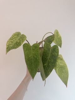 （分類：）位於 。 由 mr_bananaaa 提交（商品編號 1439594973，圖片 1）。簡介： 。