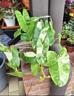 Philodendron burle marx mint For Sale | Buy 100+ Philodendron burle marx  mint online | Carousell Singapore
