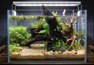 (Category: ) located in . Submitted by built_to_nature (Listing ID 1439520338, Image 1). Description: .