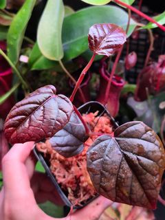 (Category: ) located in . Submitted by understorybotanics (Listing ID 1439493407, Image 1). Description: .