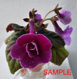 (Category: ) located in . Submitted by jawlea (Listing ID 1439483854, Image 1). Description: .