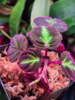 (Category: ) located in . Submitted by understorybotanics (Listing ID 1439493728, Image 1). Description: .