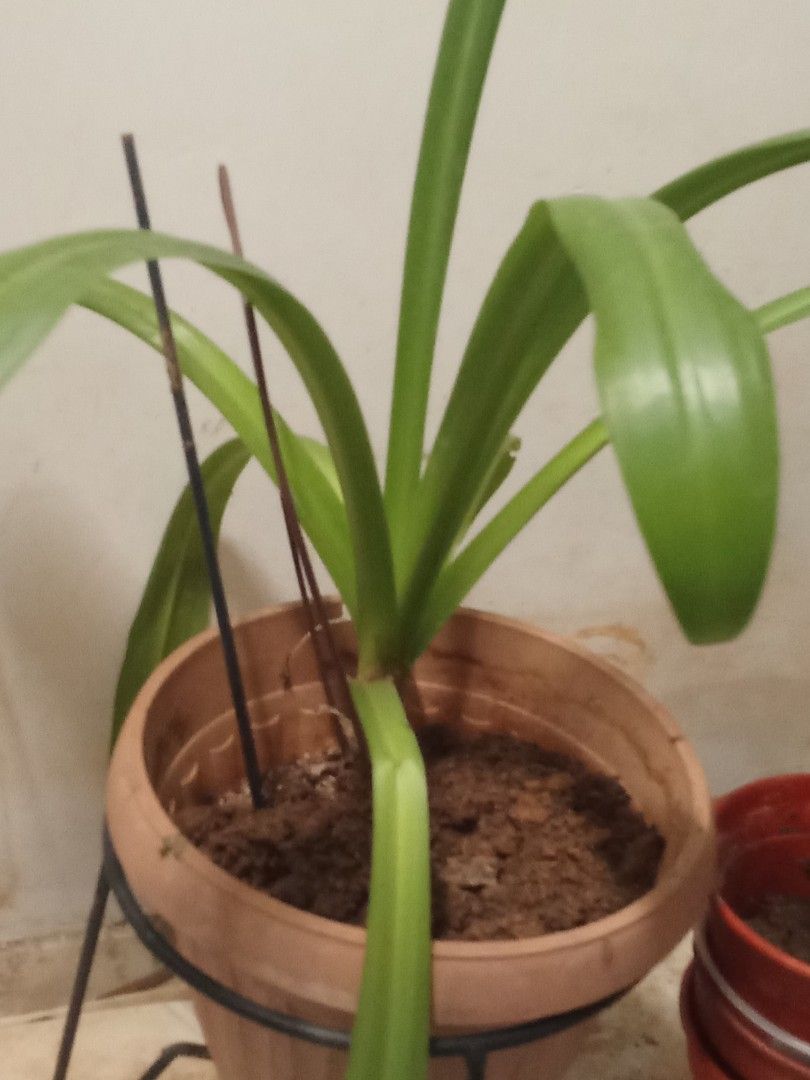 Spider lily462330367648747521