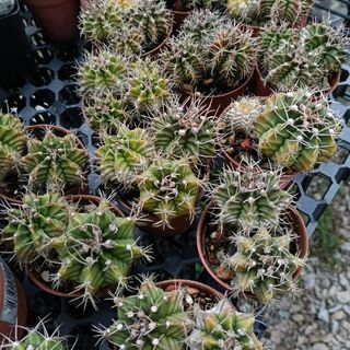 (Category: ) located in . Submitted by midnight_garden (Listing ID 1439679054, Image 1). Description: .