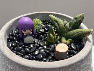 （分類：）位於 。 由 osplants 提交（商品編號 1435403614，圖片 1）。簡介： 。