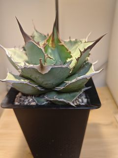 （分類：）位於 。 由 plantplayer 提交（商品編號 1439730922，圖片 1）。簡介： 。