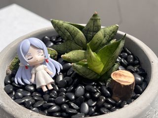 （分類：）位於 。 由 osplants 提交（商品編號 1435395387，圖片 1）。簡介： 。